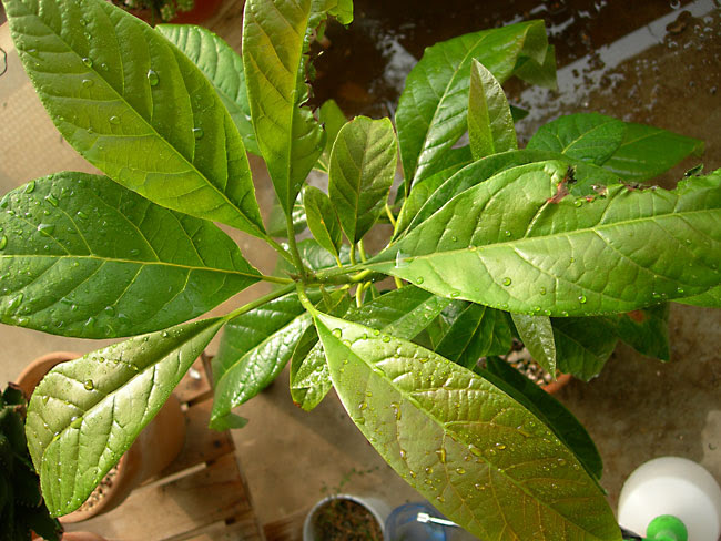 緑町のｳｪﾌﾞ屋ﾓﾊﾞｲﾙ