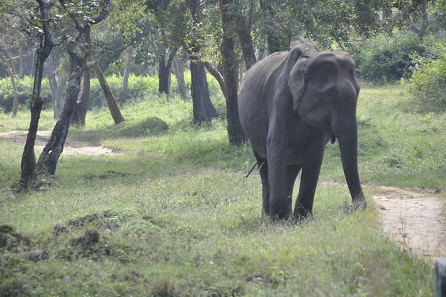 Wild elephants @ Masinagudi
