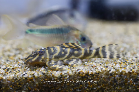 Green Note 大阪 我孫子のアクアリウムショップ 9月26日 熱帯魚 コロンビア アジア便 サトイモ科各種 入荷しました