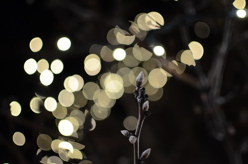 Day 365- Bokeh fun