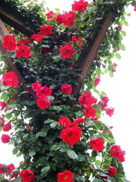 つるバラ 赤 写真共有サイト フォト蔵