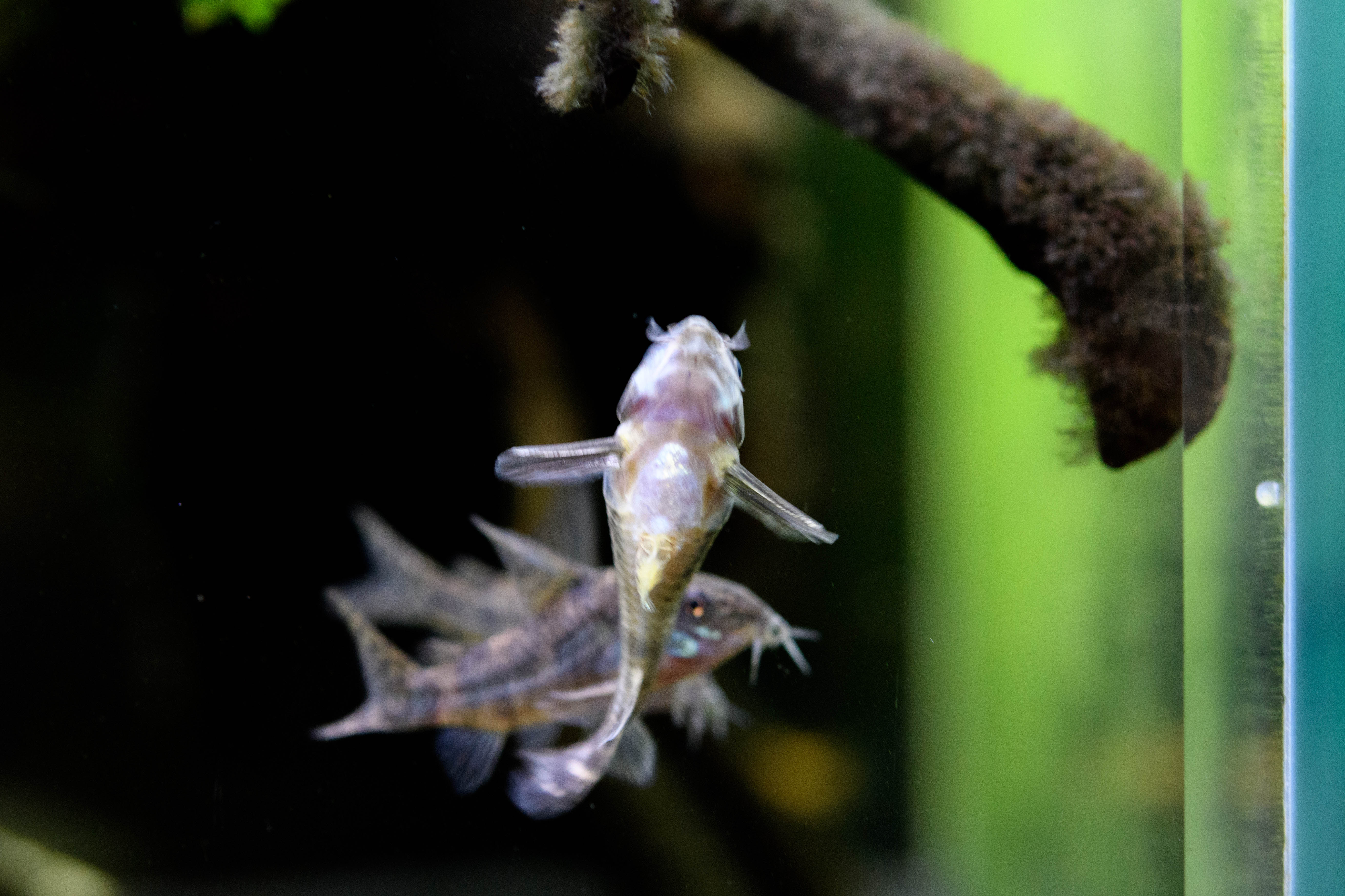 青コリ パレアタス が産卵した Freetimes