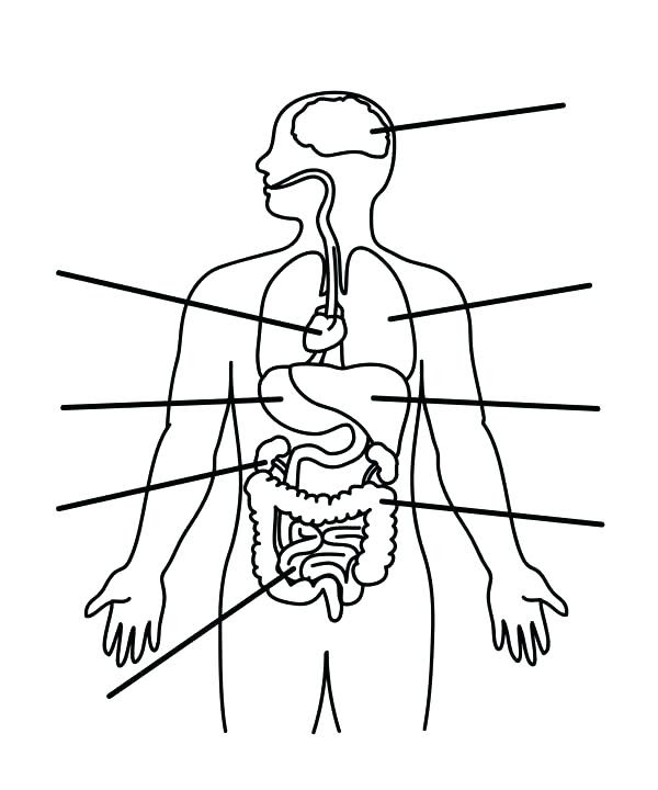 Download Human Body Coloring Pages at GetColorings.com | Free ...