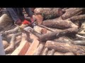 Video cưa vú sữa trồng lan