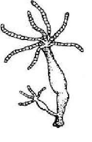Hydra