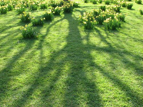 spring flowers photos