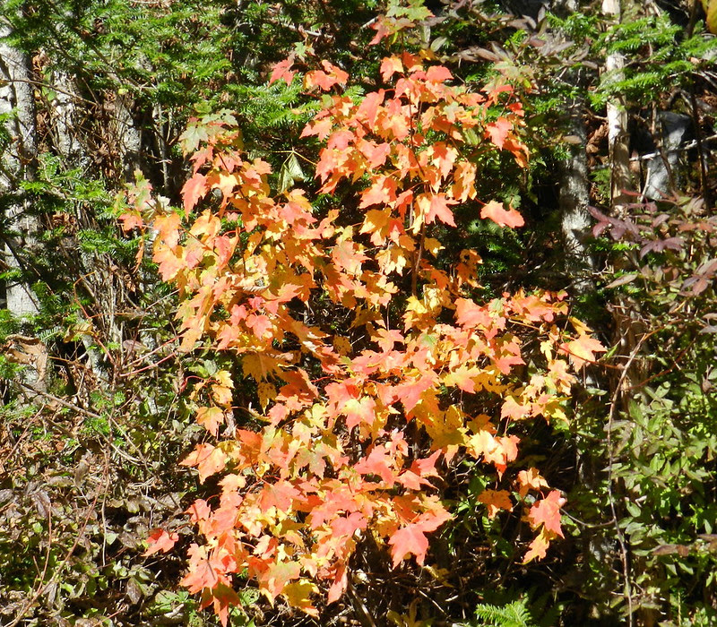 abcwedoutdoraDSCN3622