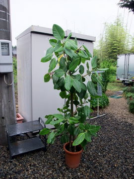 アルテーシマ ゴムの葉が変に曲がっているようで心配 観葉植物について 園芸ブログ 岐阜の観葉植物レンタル 岐阜のグリーンレンタル 販売 片桐園芸