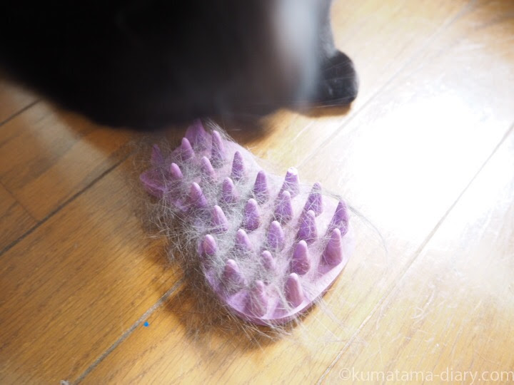 毛玉ボールを噛んで散らかす猫
