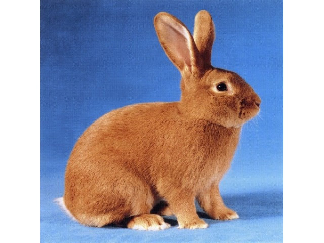 Zoo.ro - Iepuri de casa din rasa Burgunder