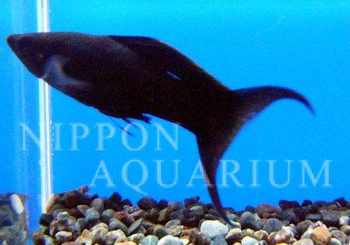 ブラックライヤーモーリー 飼育方法 飼い方 餌 水温 混泳などについて 熱帯魚図鑑 熱帯魚の飼育 混泳 繁殖 病気など