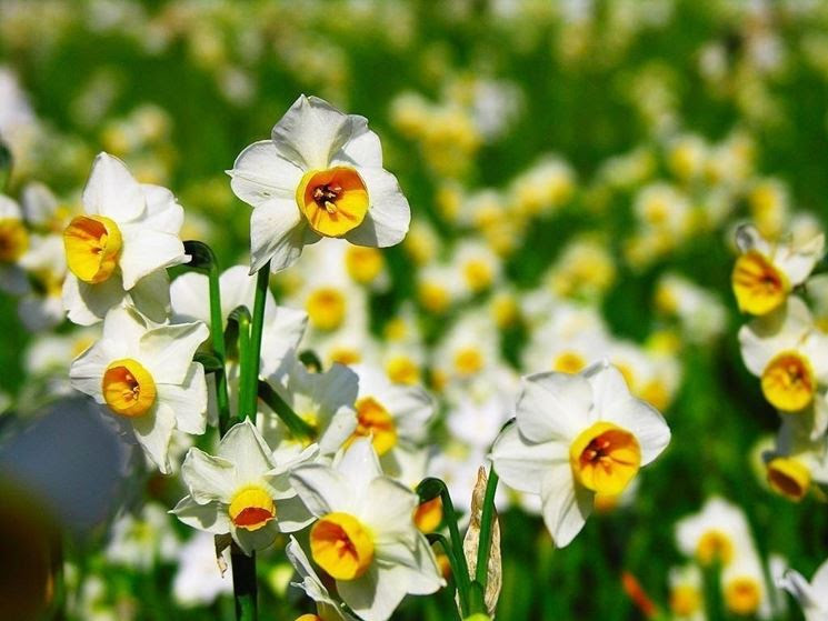 Narciso, Tazetta - Narcissus - Narcissus - Bulbi - Narciso ...