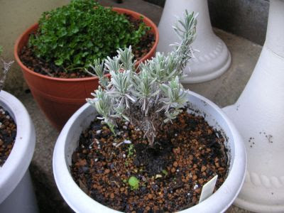 挿し芽したラベンダーを鉢上げ 花と暮らす