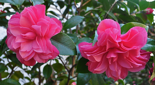 Camellia japonica 'Les Marbury'