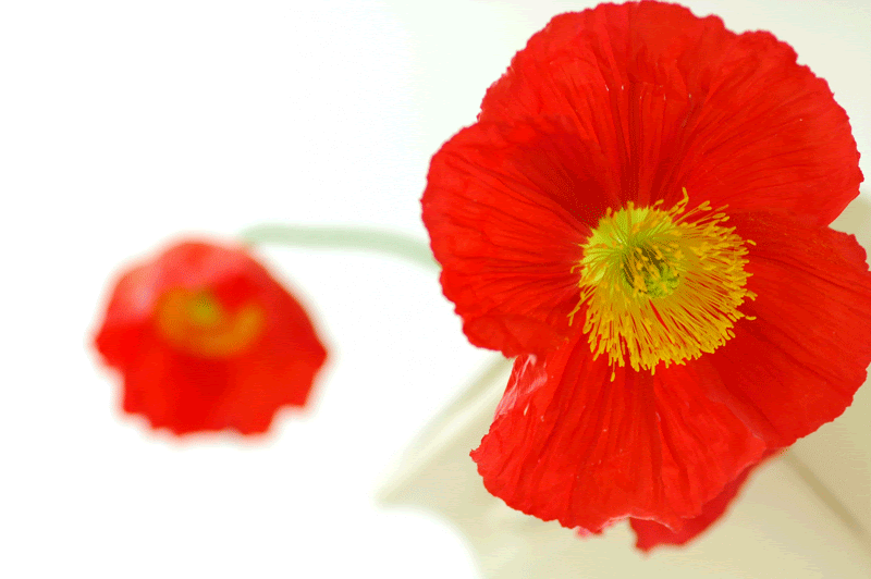 すべての花の画像 ぜいたく赤 ポピー 花