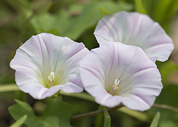 昼顔 ひるがお 花