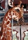 'Giraffe Carousel'