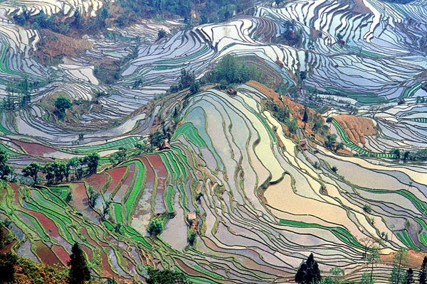 rice terraces