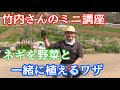 [最も選択された] コンパニオンプランツ ネギ 植え方 208965-コンパニオンプランツ ネギ 植え方