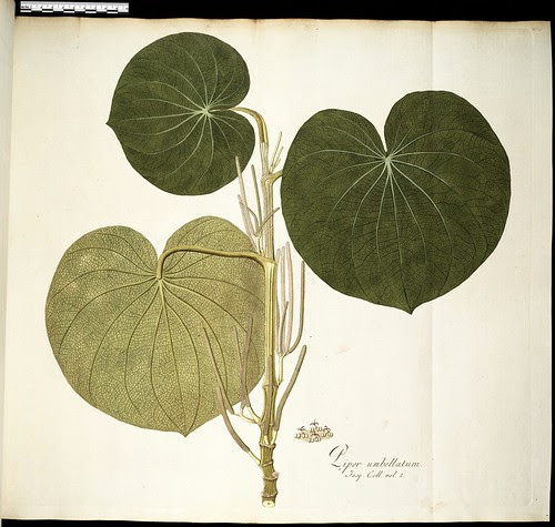 Piper umbellatum