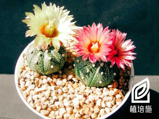 植培施 星球astrophytum Asterias仙人掌 多肉類植物養護手冊 每日頭條
