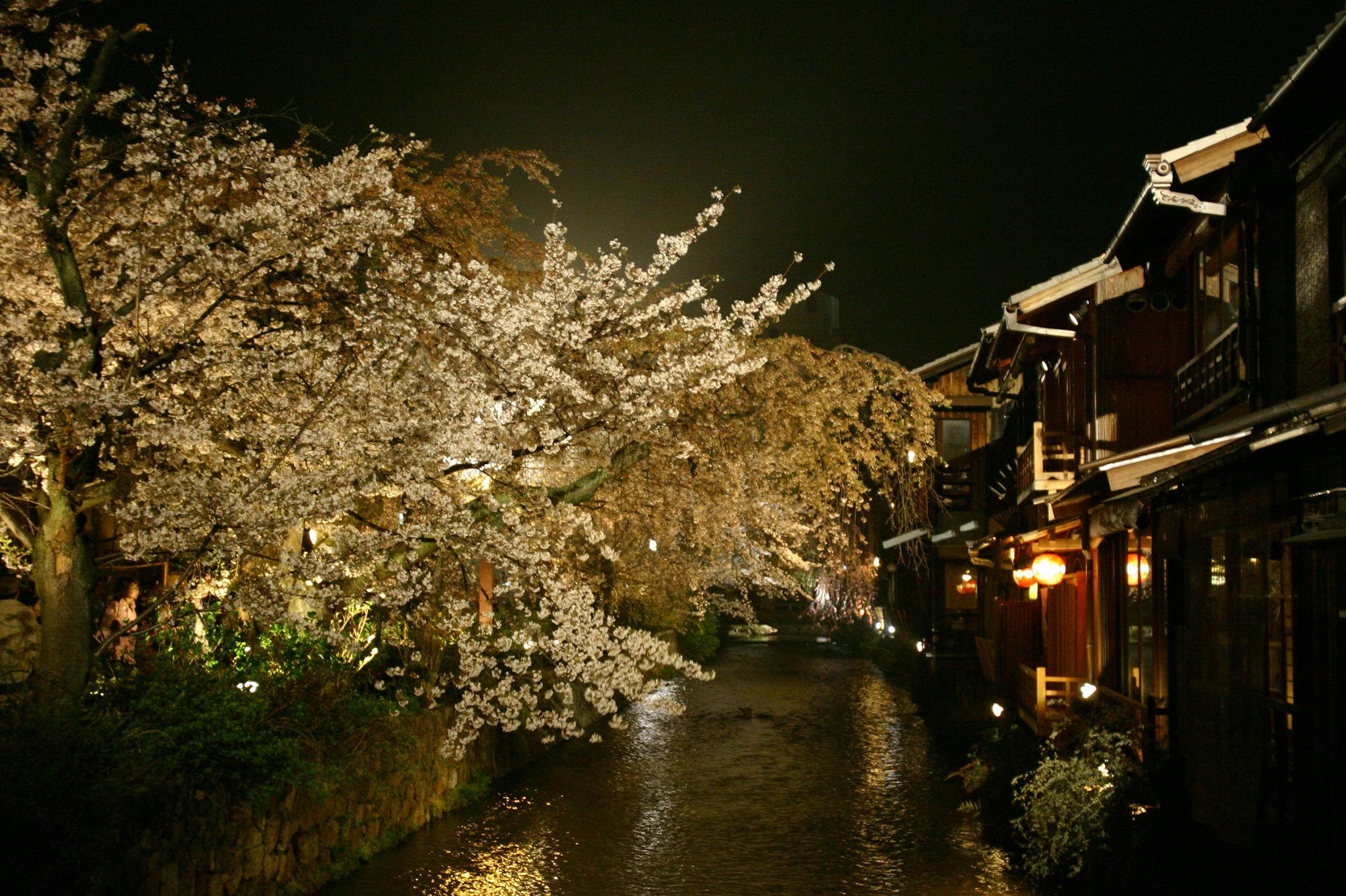祇園の白川沿いの桜 00ピクセル以上のフリー写真素材集