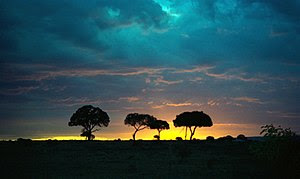 Sunset silhouetting acacia trees in Masai Mara...