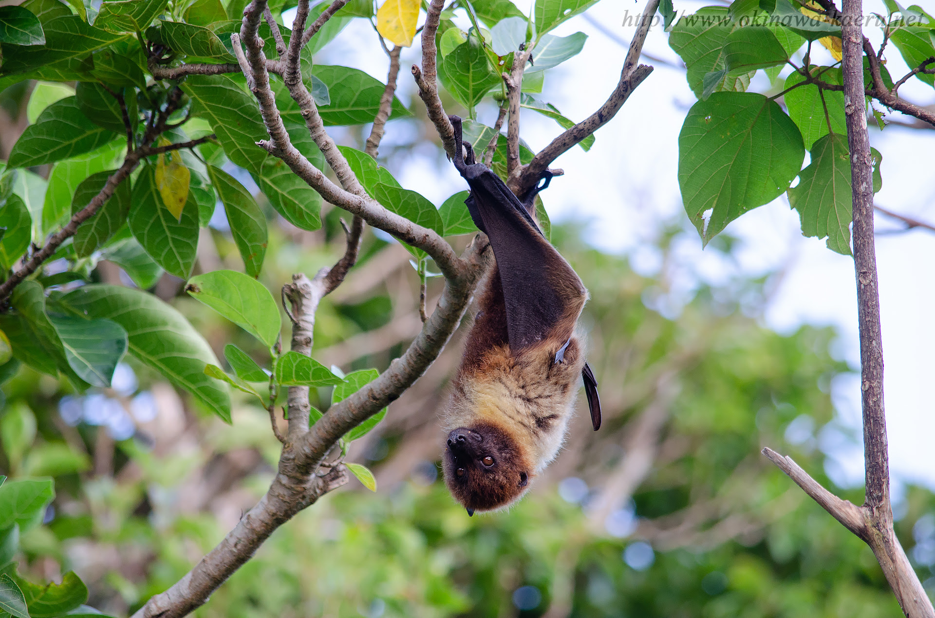 オリイオオコウモリ Pteropus Dasymallus Inopinatus Orii Flying Fox 沖縄の哺乳類 おきなわカエル商会