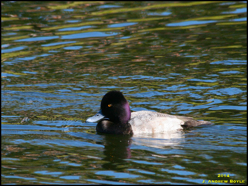 Lesser Scaup