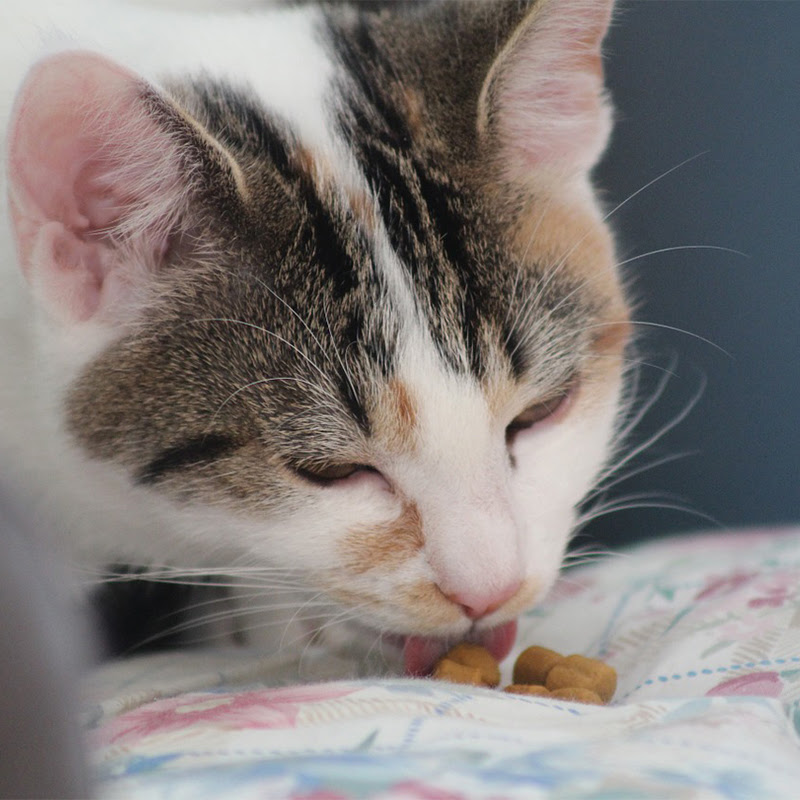 長期休暇中に愛猫と上手に過ごすコツ 冬休み編