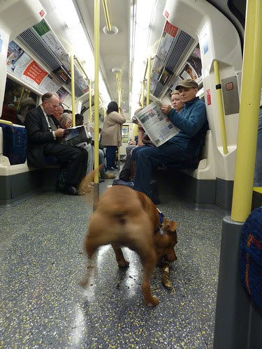 Dog riding London Underground