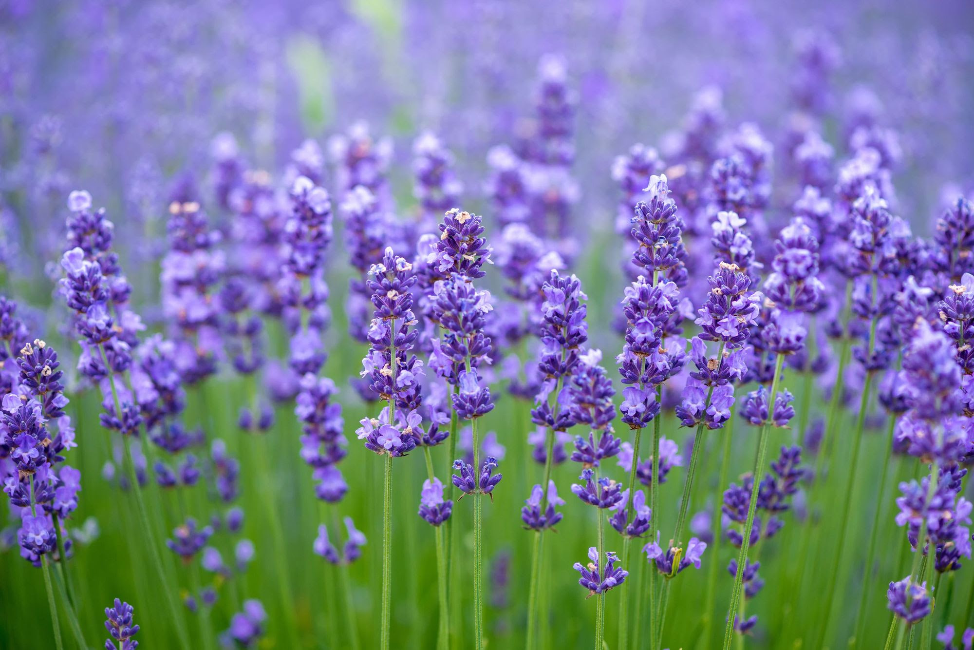 Six kinds of mosquito repellent plants that are not only beautiful but also have outstanding effects!