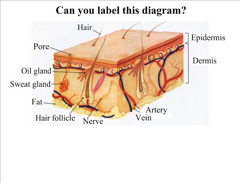 Integumentary - Mrs. Thomas' classes
