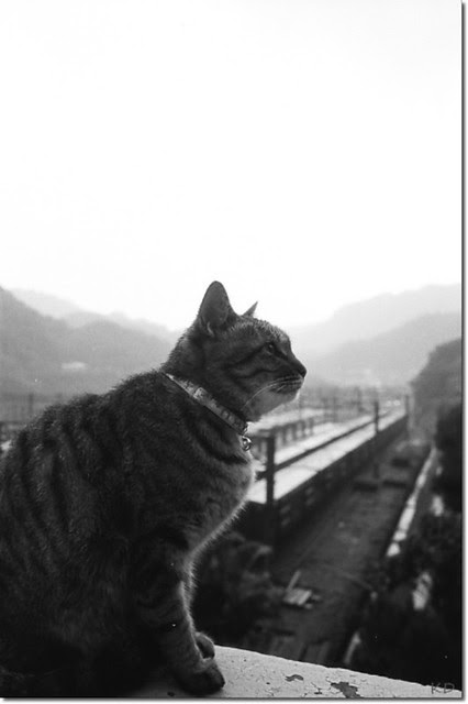 侯硐，貓