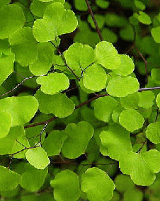 花 アジアンタム 8月16日の花と花言葉 アジアンタム 魅る魅るガーデニング