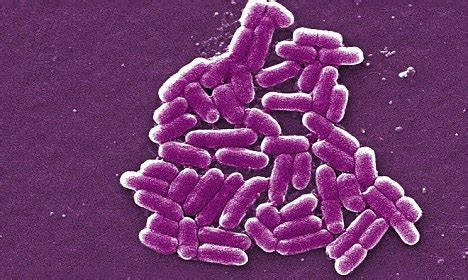 coli salmonella    plague multiply rapidly