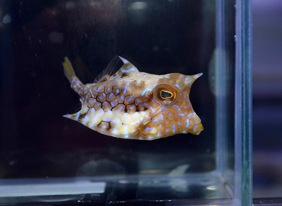フグ フグ フグ ハコフグ大量 久々ウミスズメも入荷 生麦海水魚センター