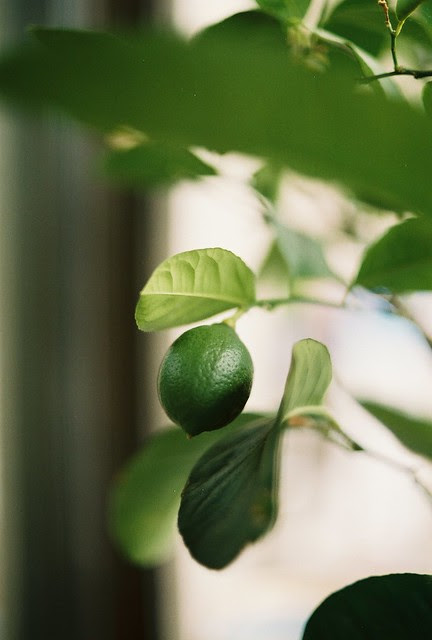 lemon on the tree
