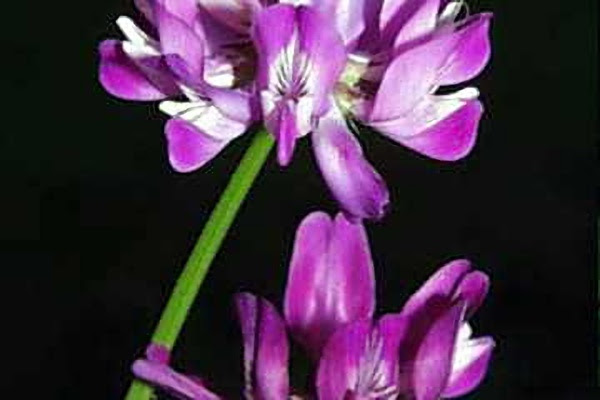 ３月１２日 蓮華草 れんげそう ３６６日への旅 誕生花編 今日の誕生花