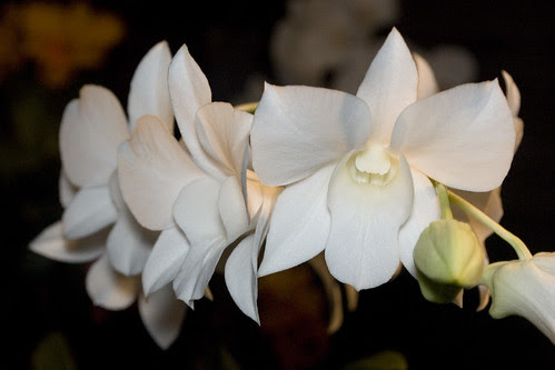 Den. Katsuura