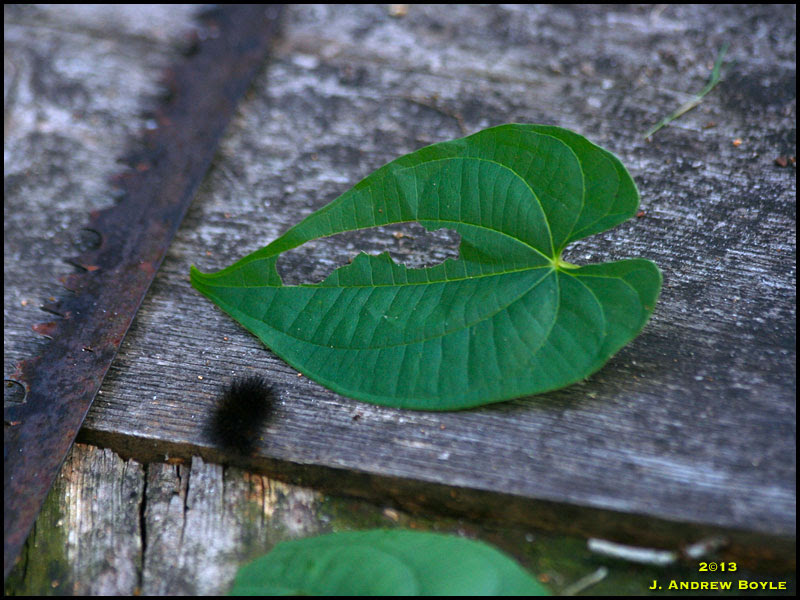 Leopard Moth Leopard Moth