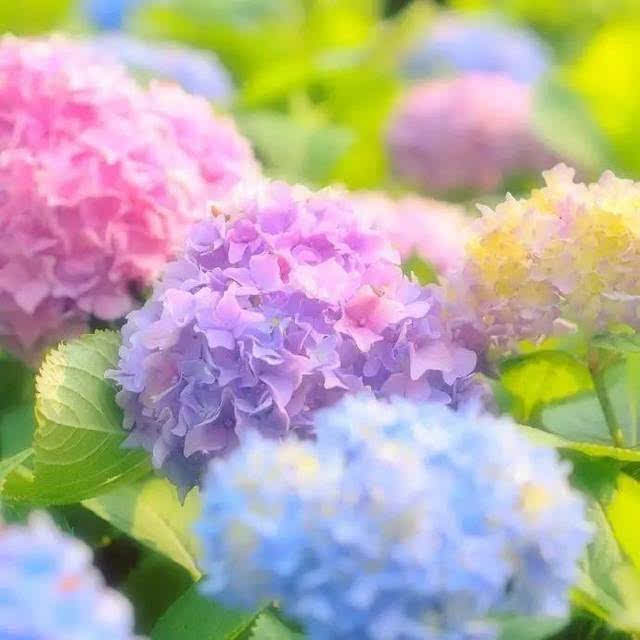 紫阳花が散る时剧情 万图壁纸网