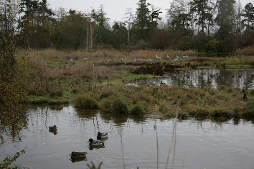 Sandhill Cranes, Reifel Bird Sanctuary