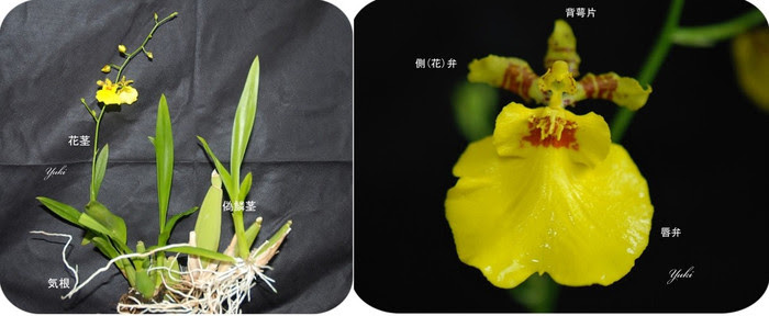 オンシジウムの花の優雅な舞姿を詳しく観察してみました プロフ ユキのブログ