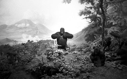 photographer photography ray potes