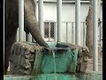 Видео Слоны Elephants filler Харьковский зоопарк .