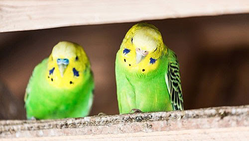 セキセイインコのお腹が膨らむのは病気 目やくちばしの異変の原因は ちょいため