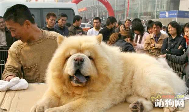 盘点寿命最长的 6只狗狗 体型小 寿命长 萌宠指南 萌狗网