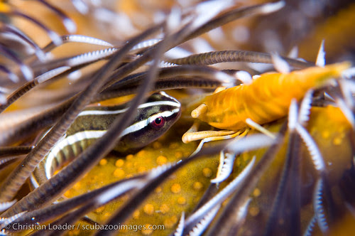 Crinoid Clingfish + Shrimp - Bunaken