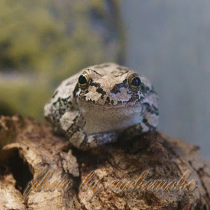 ケロミンな日常 ニホンアマガエルアーカイブ